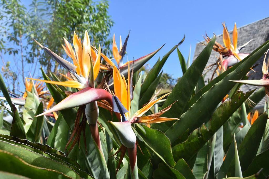 Le Strelitzia 1 Διαμέρισμα Cilaos Εξωτερικό φωτογραφία